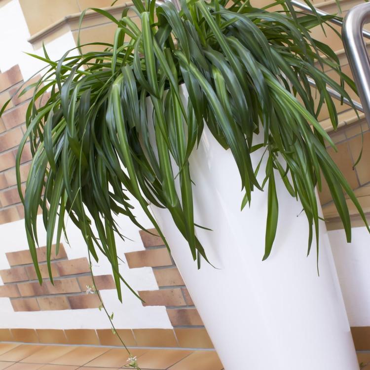 Doniczka Tubus Slim Shine DTUS150S – aranżacja domowa z rośliną w tle