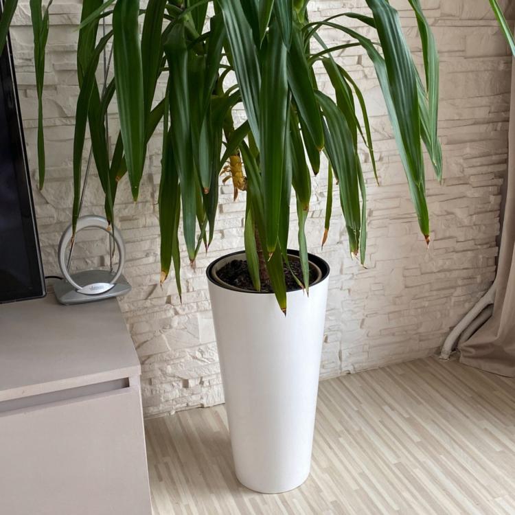 Biała doniczka połysk DTUS150S – aranżacja na tle jasnej ściany z paprocią