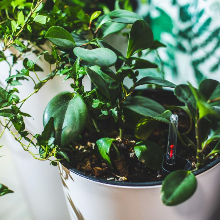 Doniczka Tubus Slim DTUS200 – biała matowa w jasnej przestrzeni, widok z góry