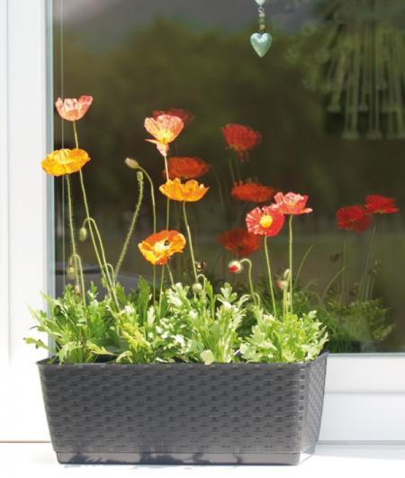 Doniczka podłużna z podstawką Ratolla Case P, DRL400P