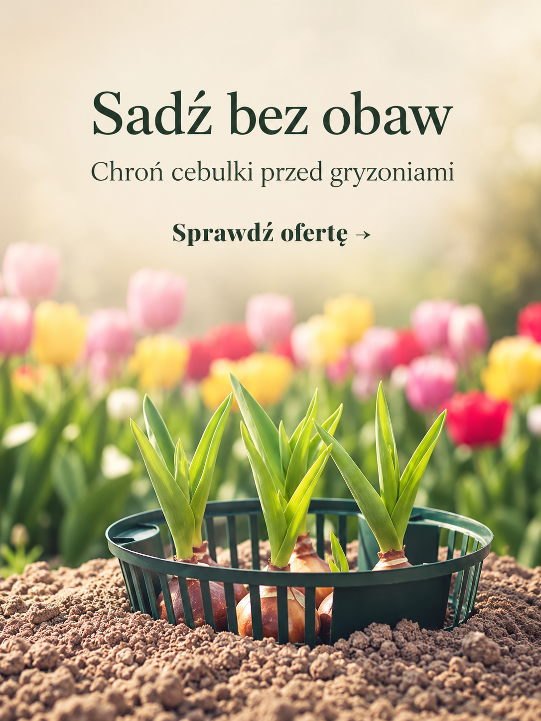 Koszyki na cebulki
